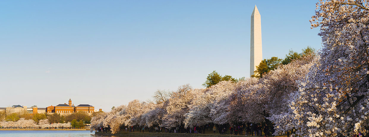 Banner image: Washington Monument at sunrise with riverside cherry blossoms
